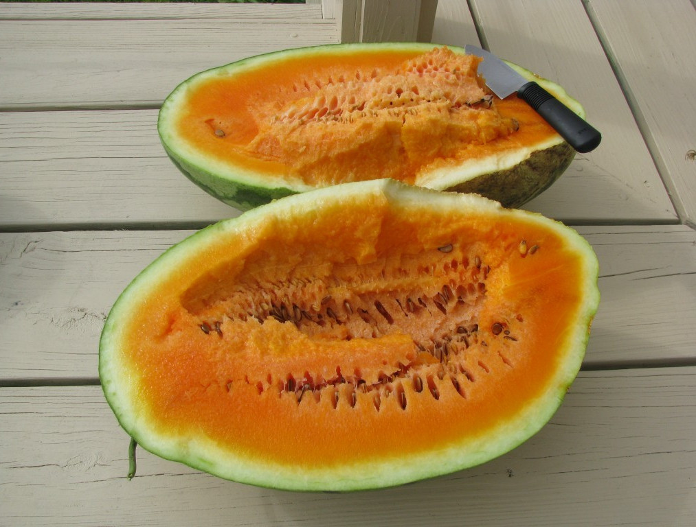 50+ Orangeglo Watermelon Seeds – LARGE – SWEET – 20 to 30 pounds – NON GMO