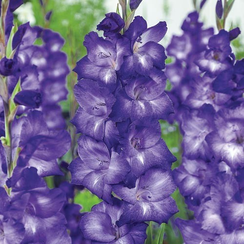 10 Gladiolus Flower Bulbs-Spectacular Rainbow Mix(Pack of 10 Lrg Bulbs)Zone 3-10
