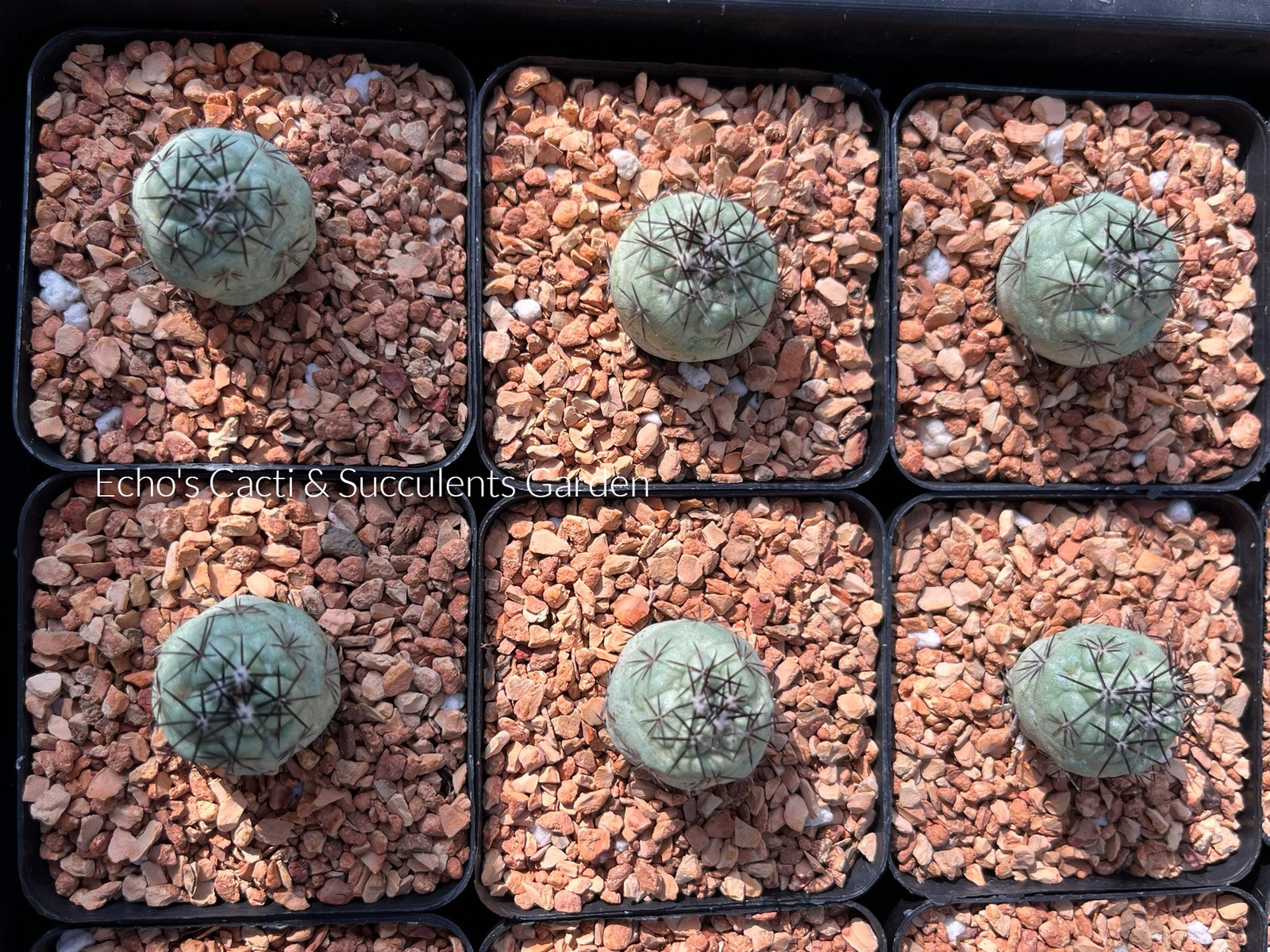 Cactus- Ortegocactus macdougallii (seed grown; 2″ pot)