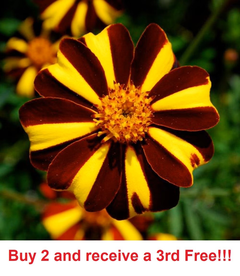 500 French Marigold Court Jester GMO 500 Seeds