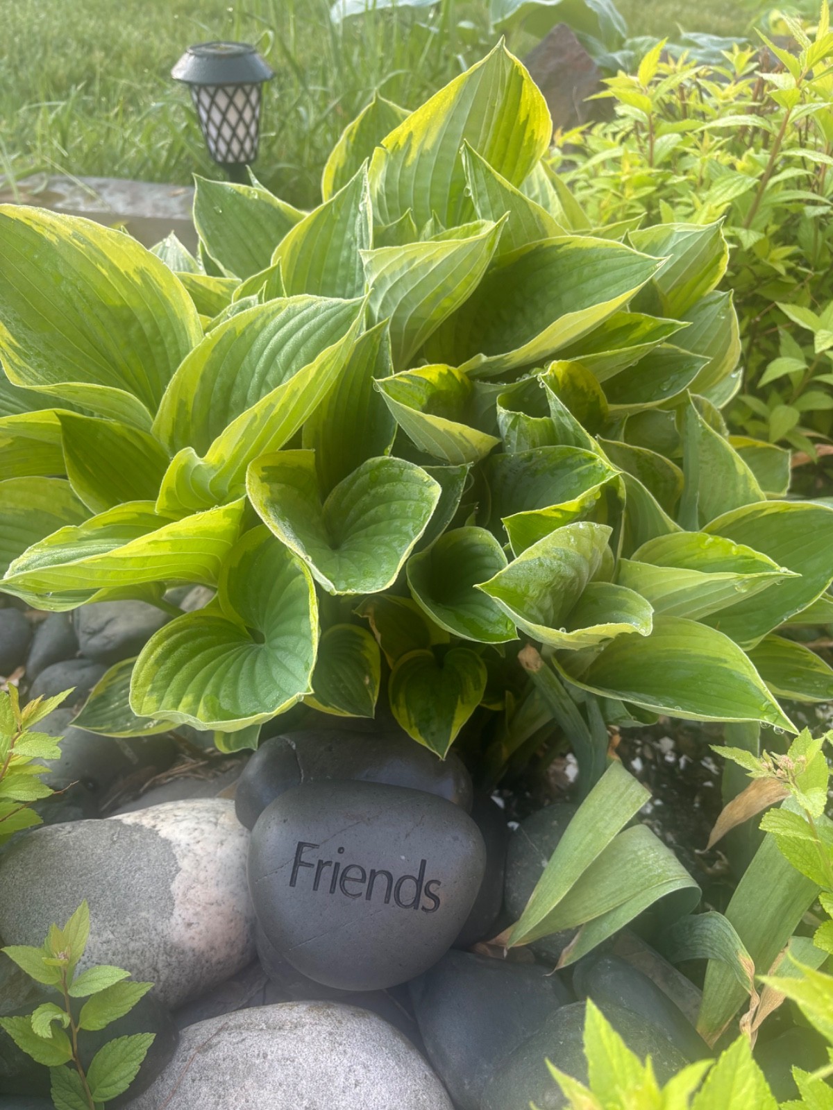 Hosta Christmas 5 live plants, Summer Blooms & Green Variegated Foliage in Shade