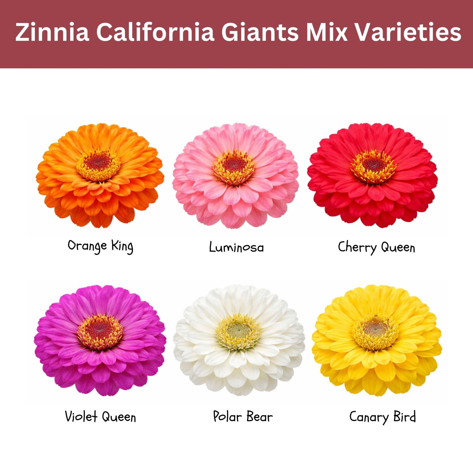 SunHaven Seeds Zinnia 1 Ounce, Red, White, Pink, Yellow, Violet, and Orange