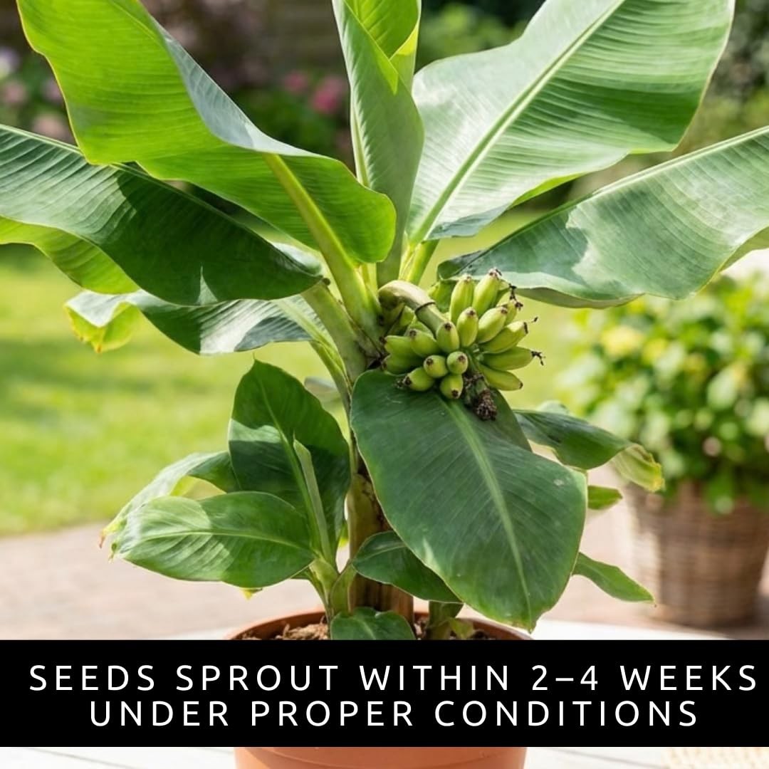 Banana Tree Seeds 10 EasytoGrow Seeds for Indoor or Patio Planting