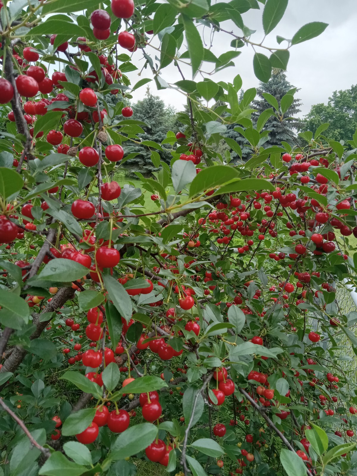 Live SMALL VINE CHERRY TreeS Plant| USA Seller