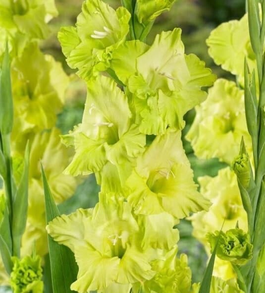 Green Star Gladiolus Flower Bulbs