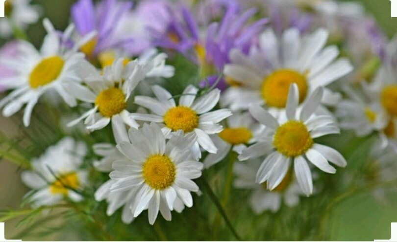 500 GERMAN CHAMOMILE Seeds -Open Pollinated-Organic-Non GMO