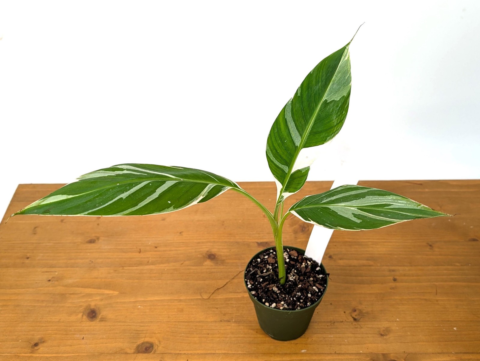 Variegated Banana Musa Florida – Grows Edible Fruit – Variegated Bananas! Can