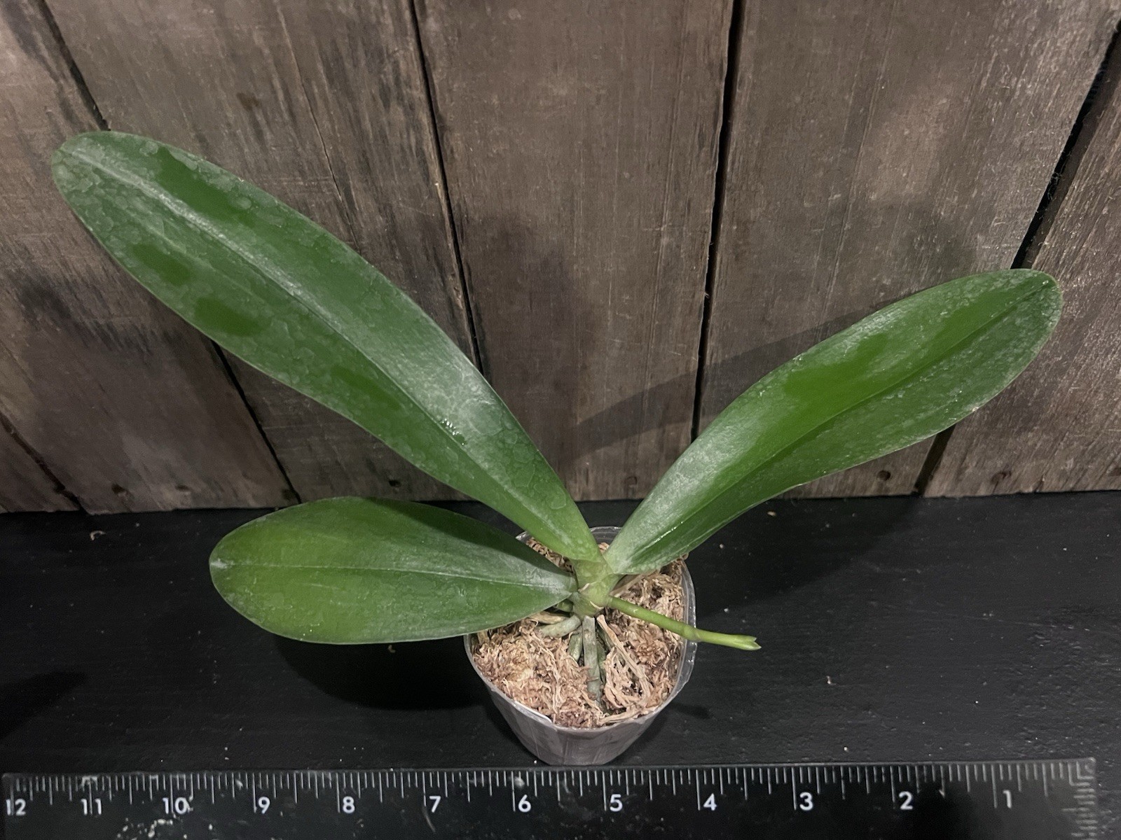 Phal. Zheng Min Anaconda ‘Wilson’, Fragrant, In Spike, FREE Shipping