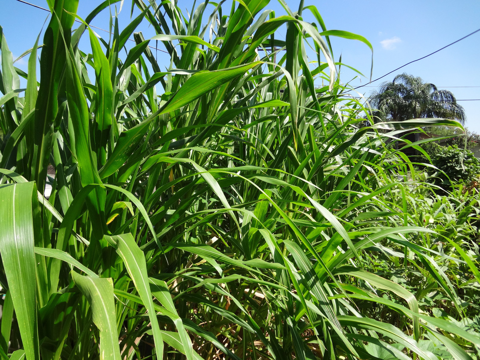 TEOSINTE Nitrogen-Fixing Corn Ancestor (Zea mays ssp. mex./parviglumis) SEEDS