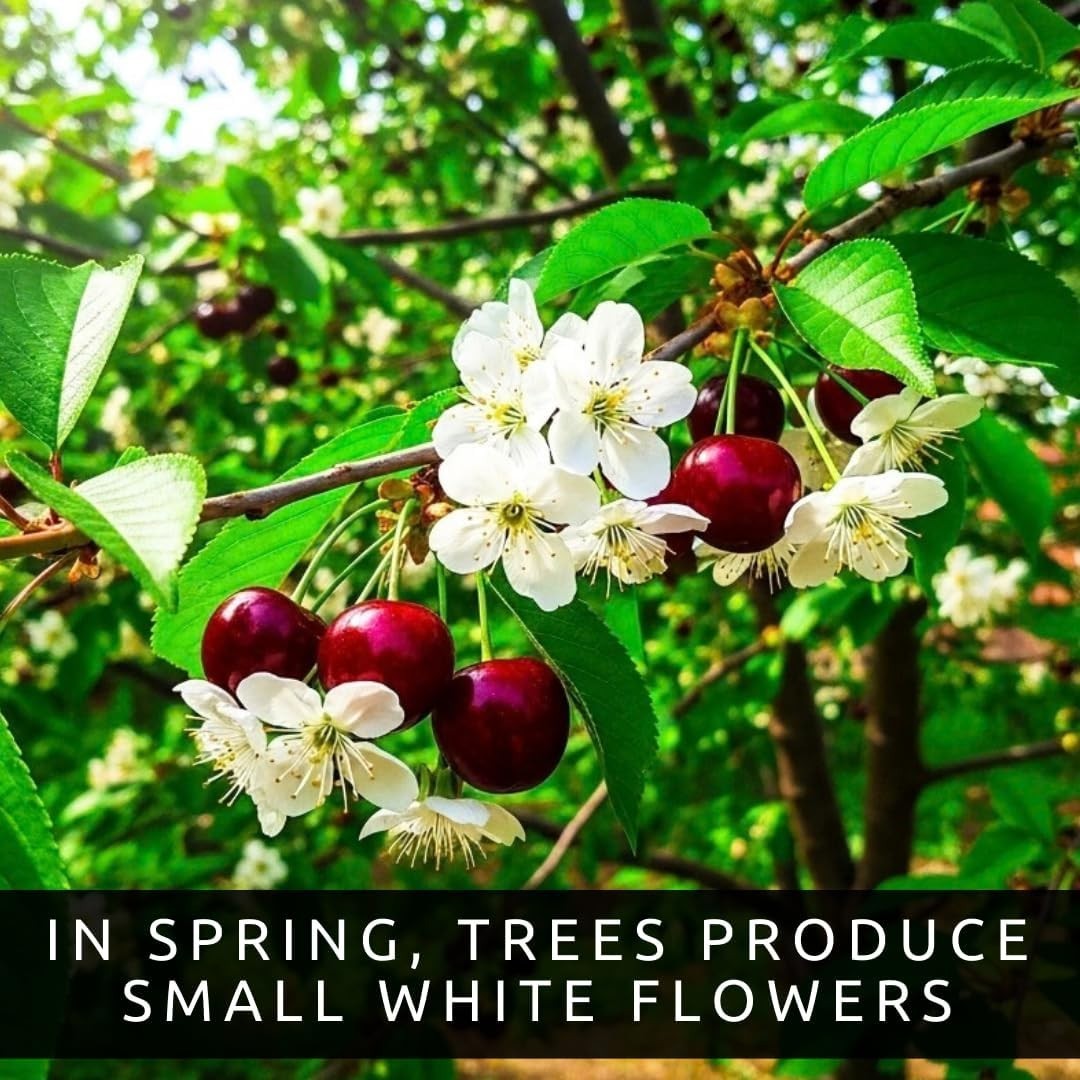 Black Cherry Fruit Tree Live Plant Seedling – Prunus Serotina, Great for Home an