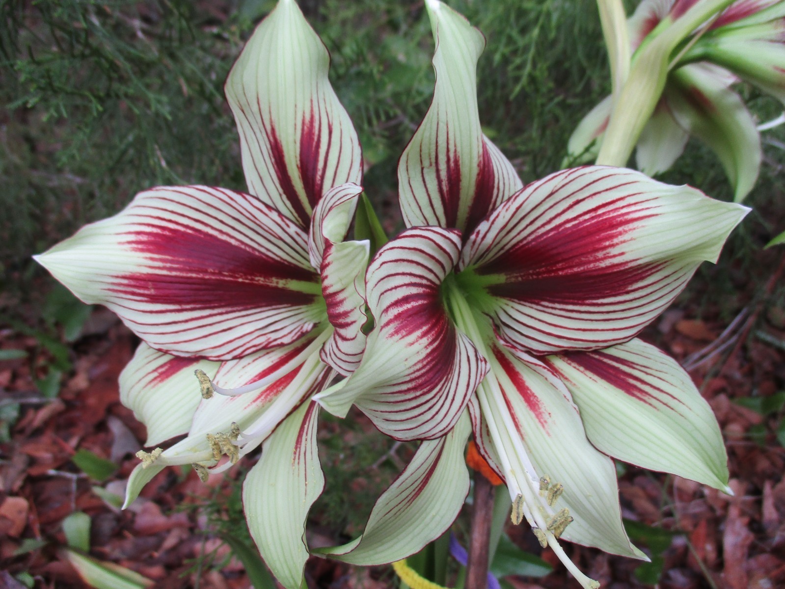 1 small Amaryllis offset bulb Papillio 4-10 cm. in circumference Butterfly type