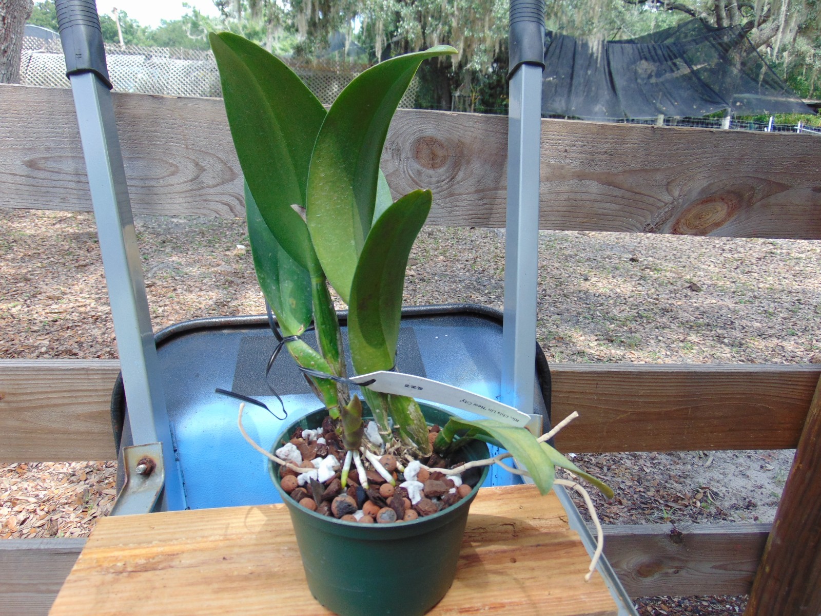 Blc. Chia Lin ‘New City’ Bloom size 6″ pot LARGE PLANT