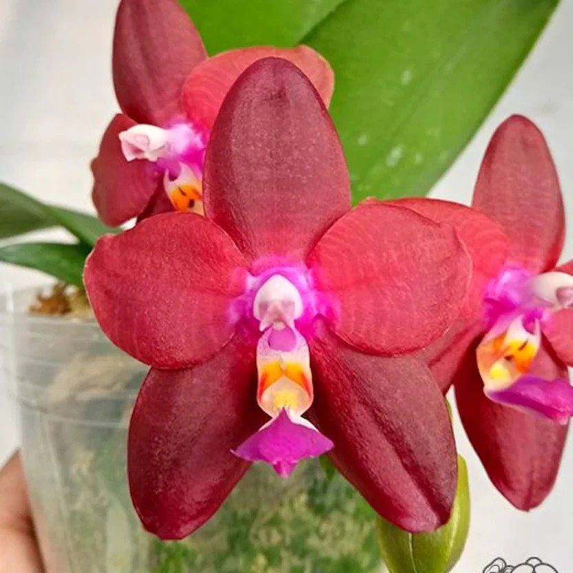 Fragrant Orchid Phalaenopsis Phal. Meidarland Kaiulani ‘Red Girl’ In 2.5″ Pot