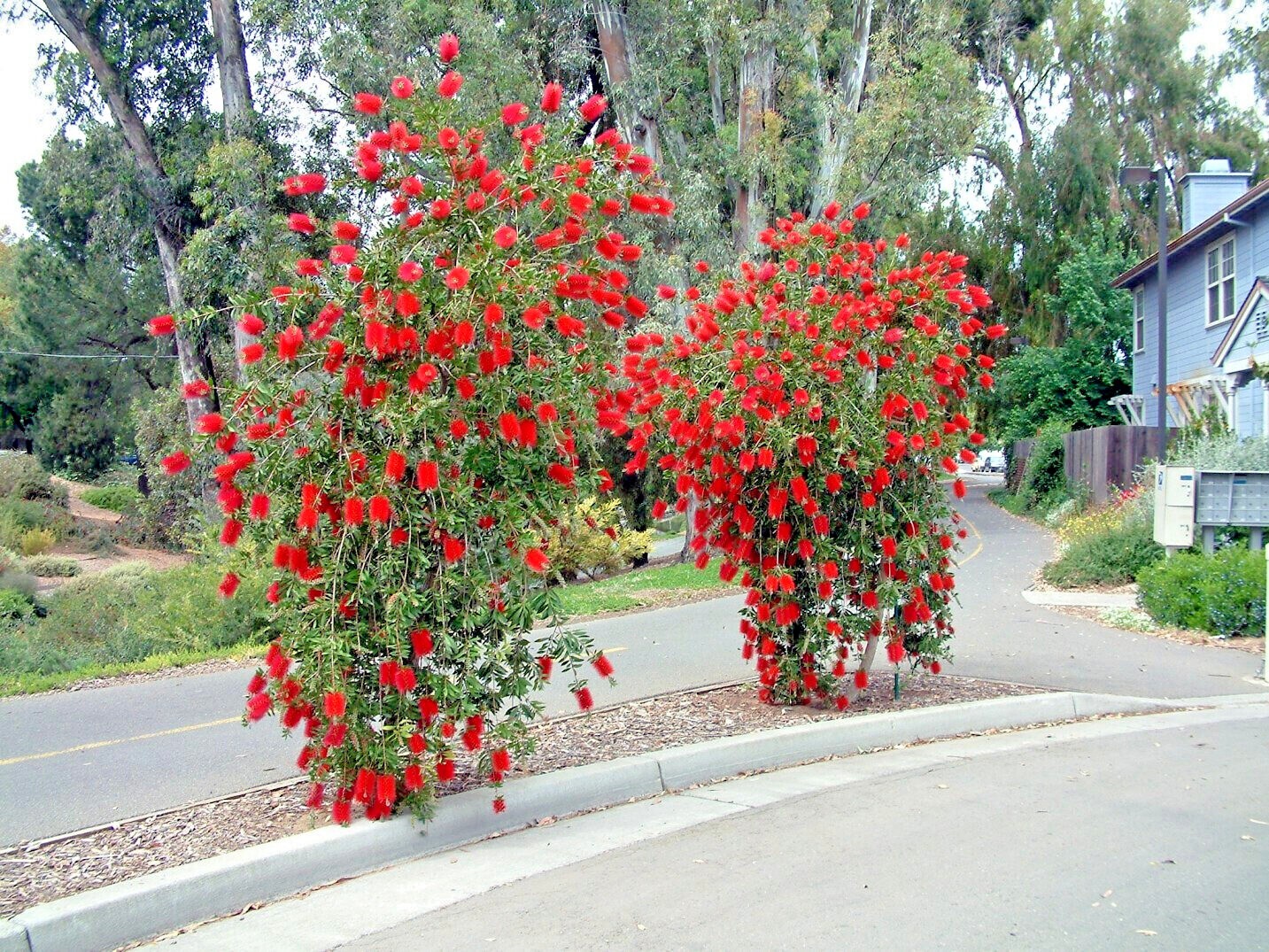 100 Crimson Bottlebrush Flower Tree Houseplant Garden Seeds Callistemon citrinus