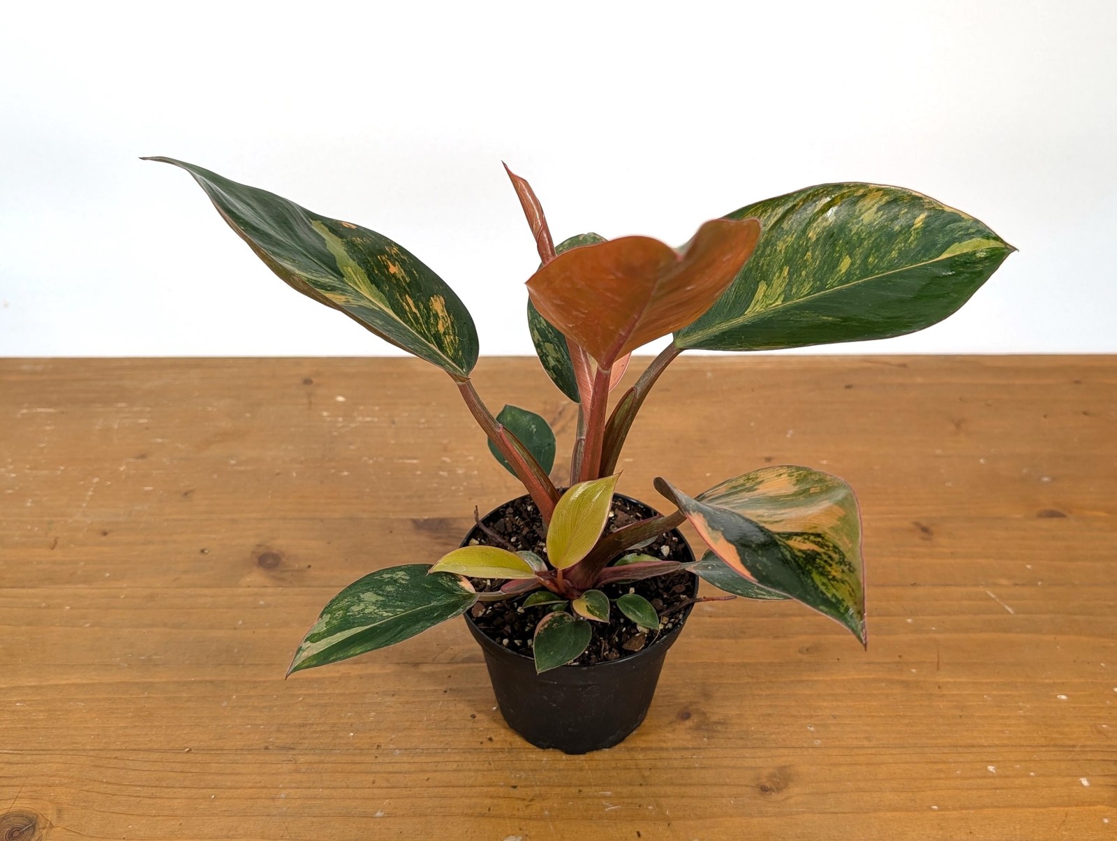 Philodendron Red Congo Variegated Plants | 4″ or 6″ pot