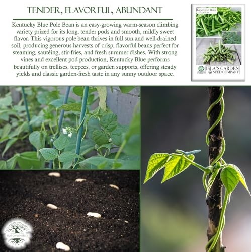 Kentucky Blue Pole Bean Seeds (Phaseolus vulgaris, Tender Climbing Variety) –