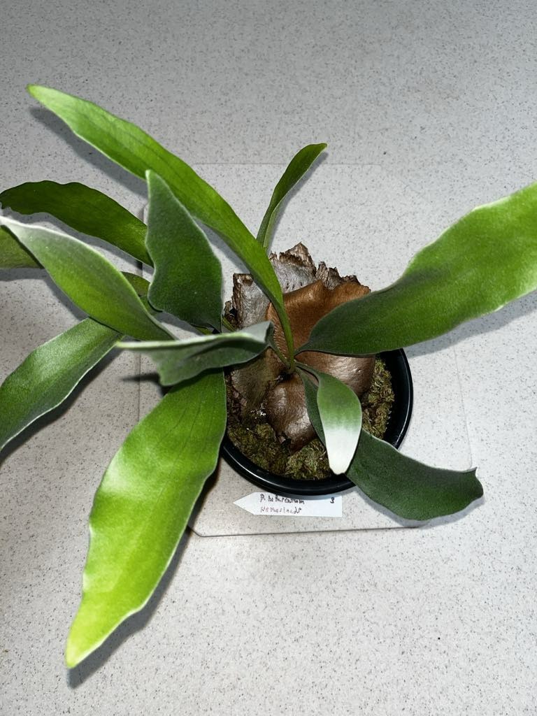 Platycerium bifurcatum Netherlands 7 Inch basket Florida