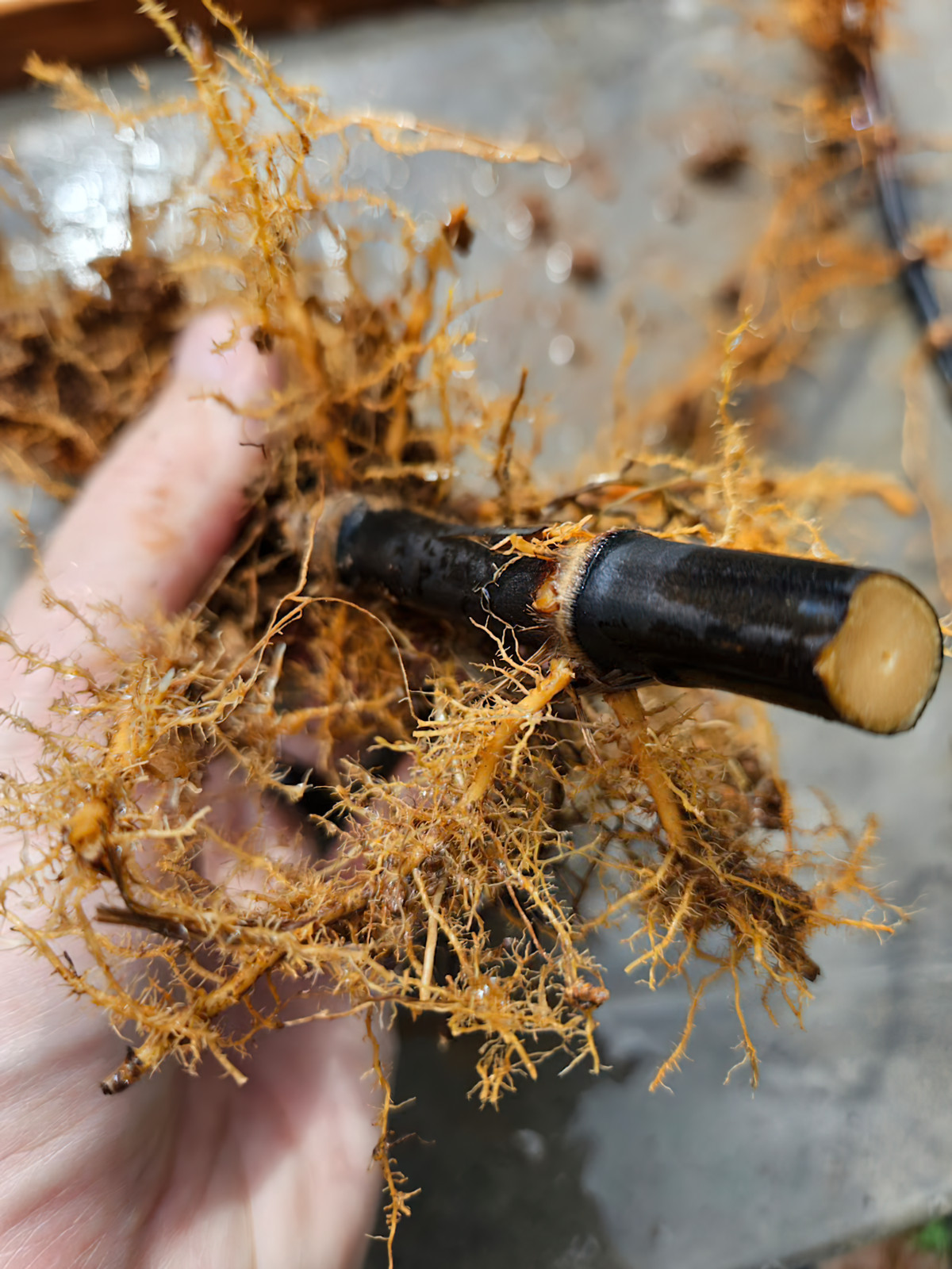Black Bamboo Phyllostachys Nigra Live Bare Root Plant (3) Fresh Rhizomes