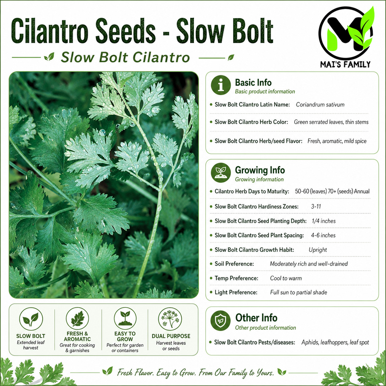 ORGANIC Slow Bolt Cilantro Seeds | Non-GMO | Fresh Garden Seeds Free Ship