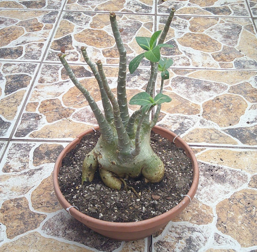 Adenium ARABICUM Desert Rose Large King Size Flowering Caudex Live Plant 🇺🇸🆓⛟