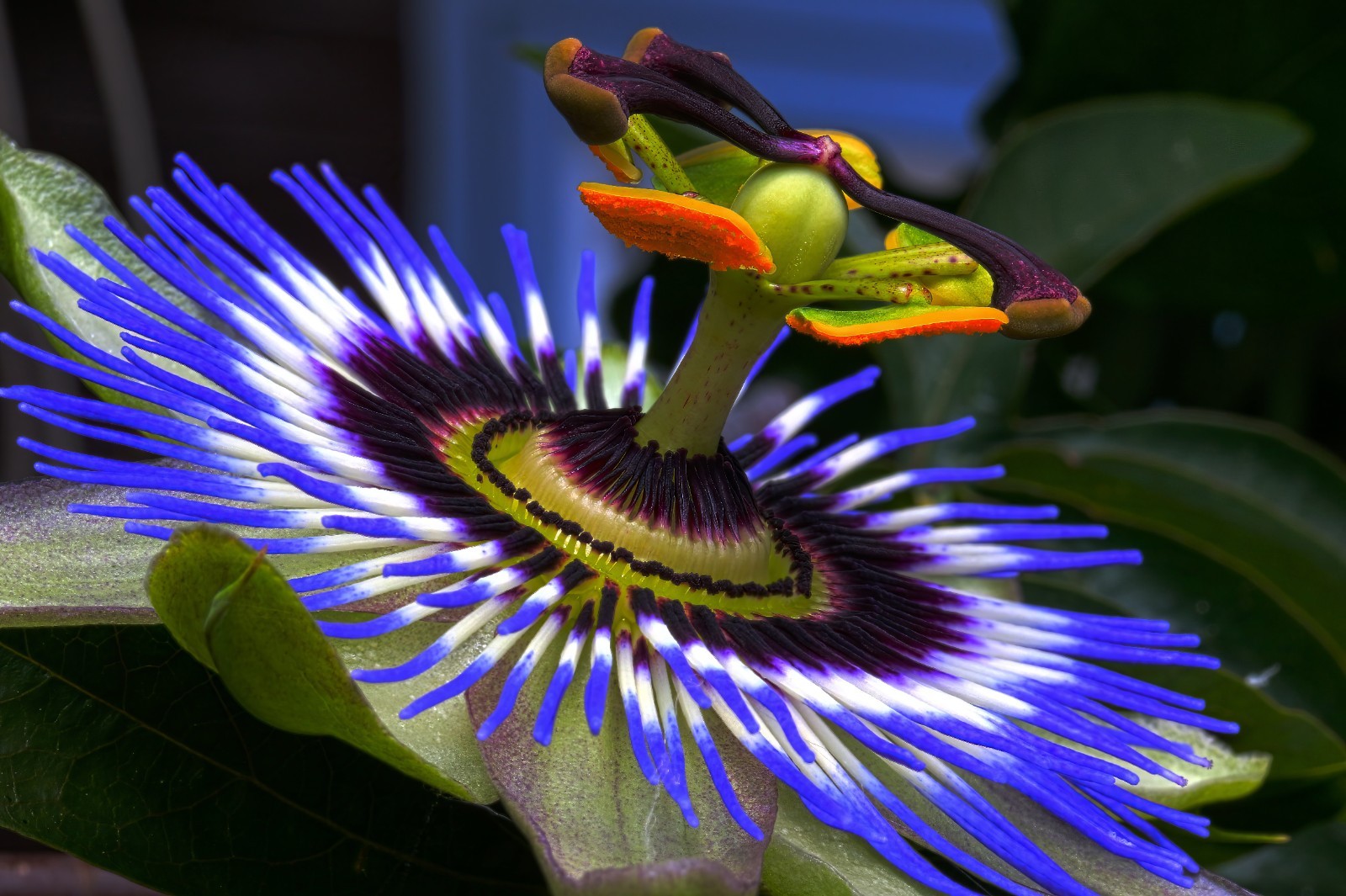BLUE PASSION FLOWER SEEDS Climber Vine Fruit Plant Hummingbirds & Butterflies!