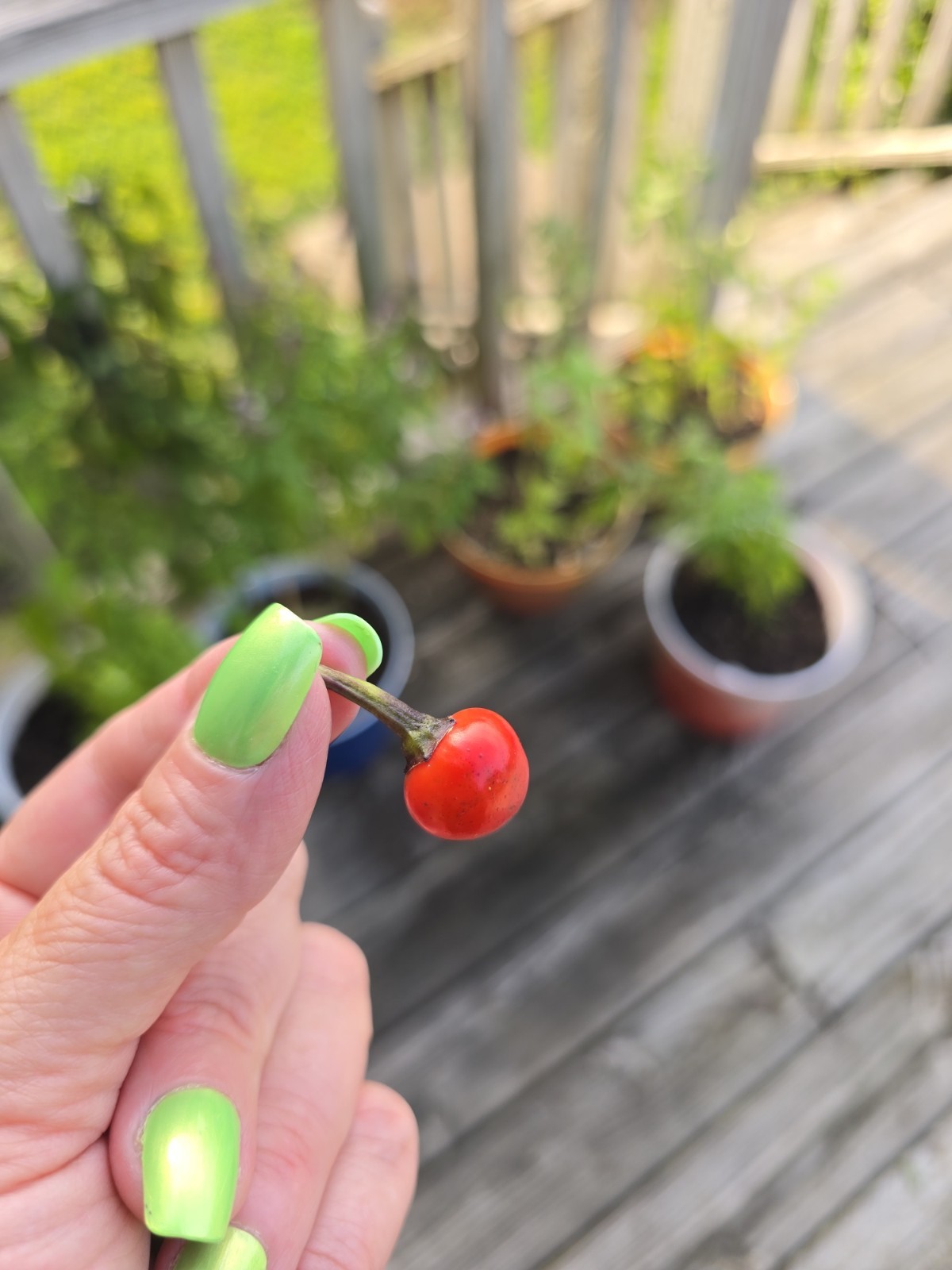 Black Pearl Hot Pepper 10 Organic Seeds *FREE SHIPPING*