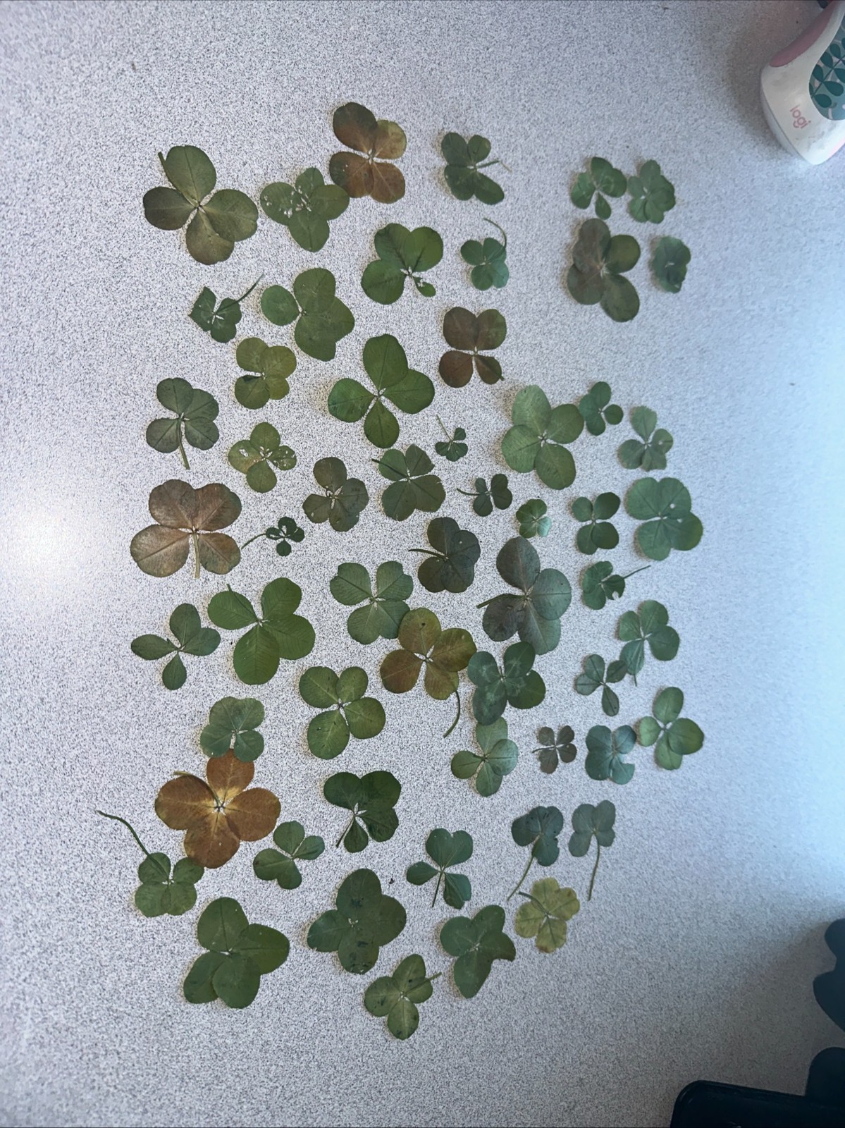 $4.99 shipped to you RARE REAL 4 Leaf Clover 🍀 Hand picked from WAYNESVILLE OH