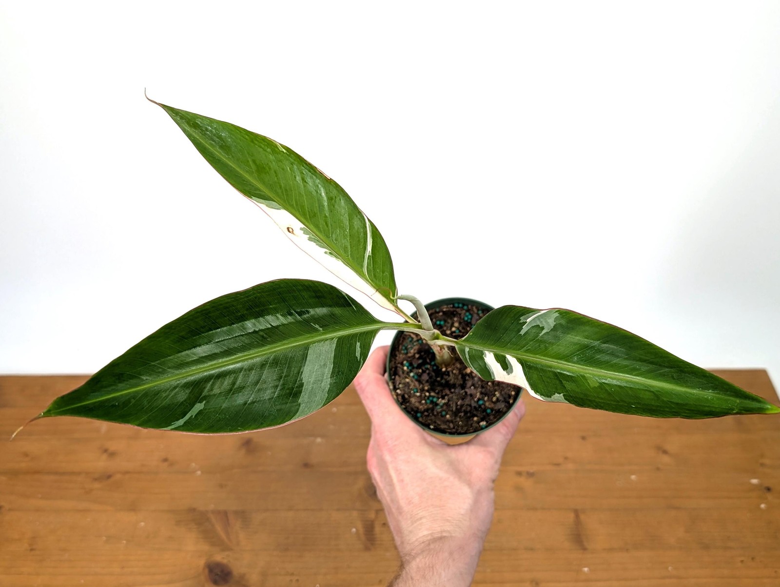 Variegated Musa Florida Banana Tree – Rare Exotic Tropical Indoor Houseplant