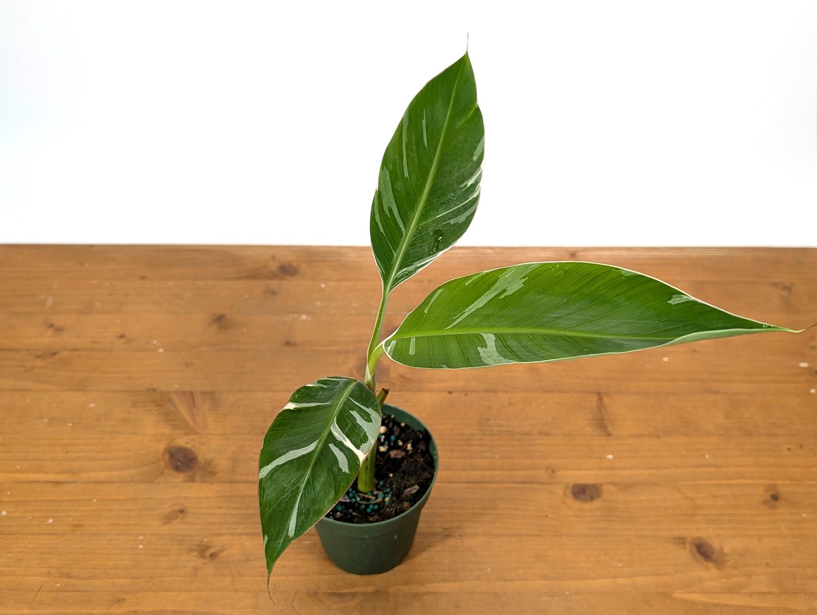 Variegated Musa Florida Banana Tree – Rare Exotic Tropical Indoor Houseplant
