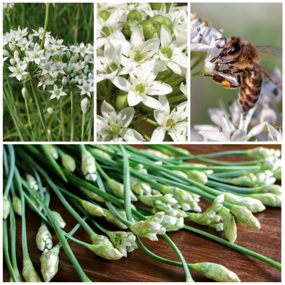 Garlic Chives Herb Seeds For Planting (Allium tuberosum)