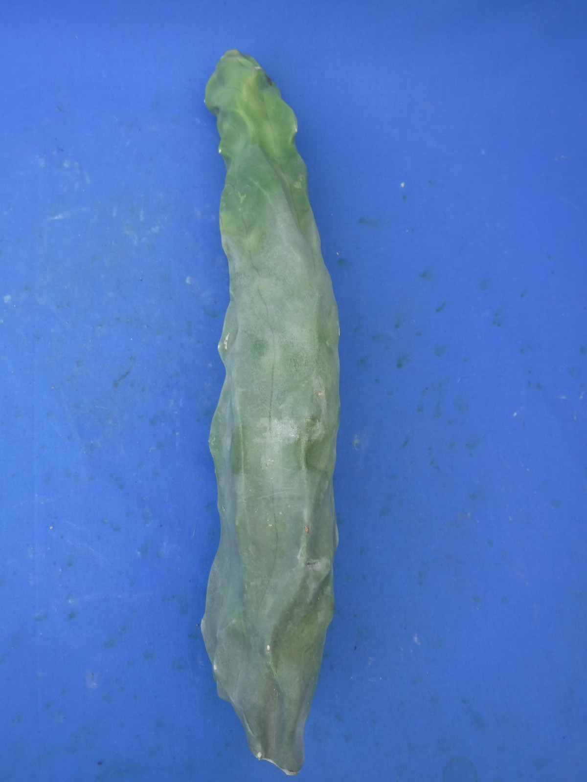 1 Totem Pole Cactus Lophocereus schottii 14″ Unrooted Cutting Landscaping B7