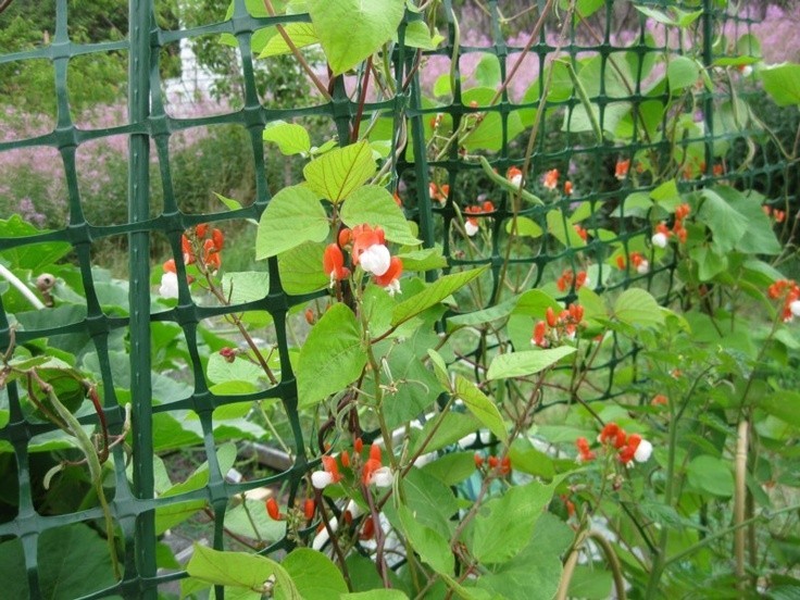 PAINTED LADY RUNNER BEANS, Heirloom, Edible & Ornamental, Red & White Blossoms