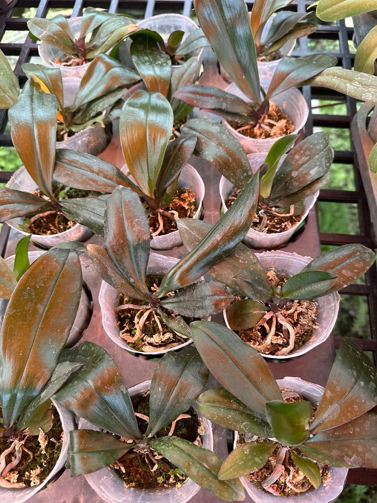 Phalaenopsis chibae x sib