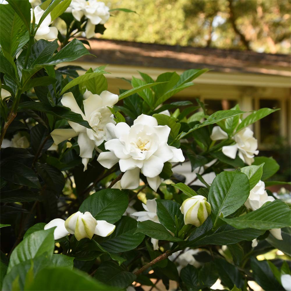 Beauty Gardenia Live Plant, 1 Gallon Pot