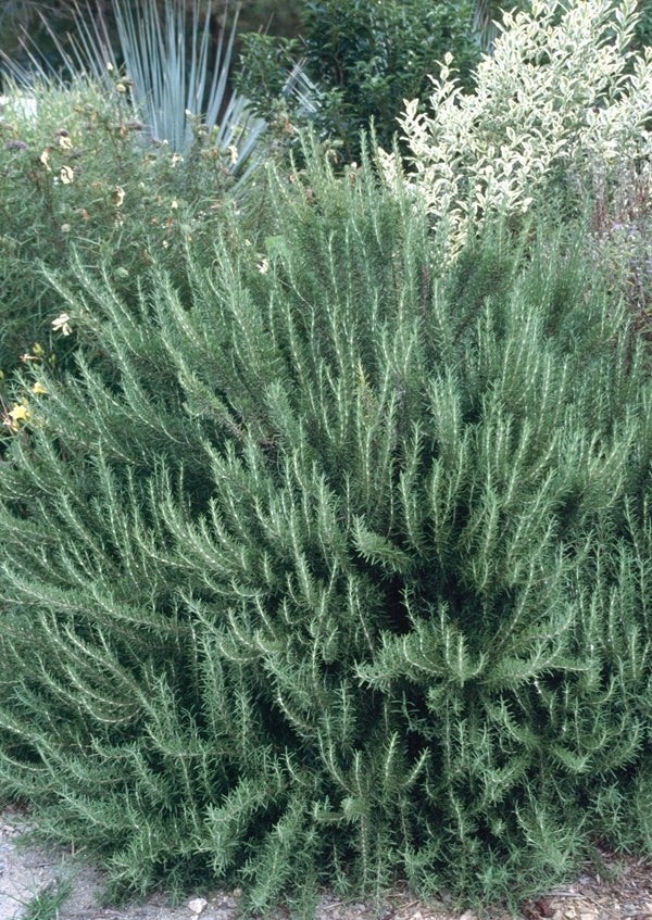 Arp Rosemary Plant Cold-Hardy Herb for Cooking and Gardens (4” Pot)