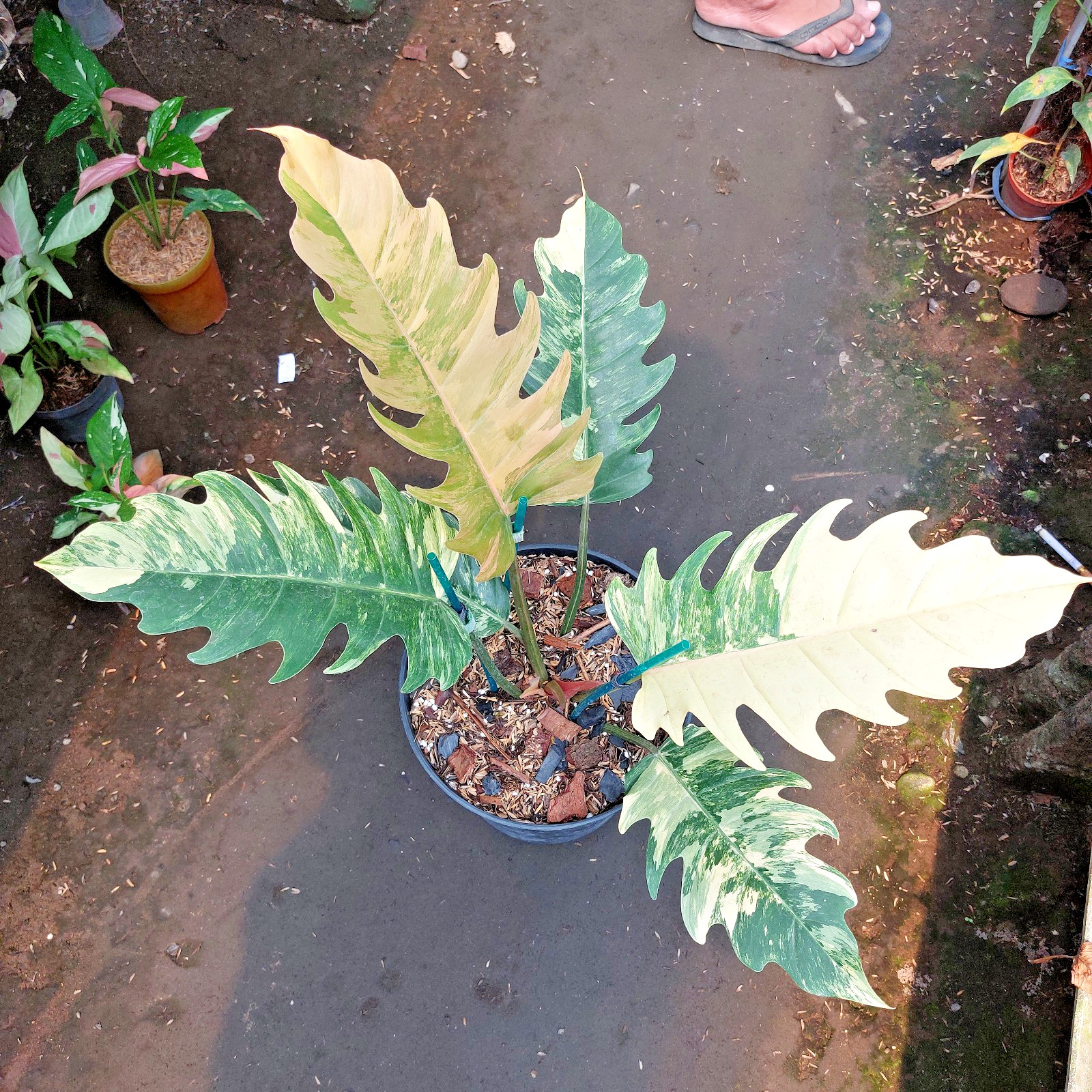 Actual Photo Philodendron Caramel Marble Variegated Large Size Free Phyto