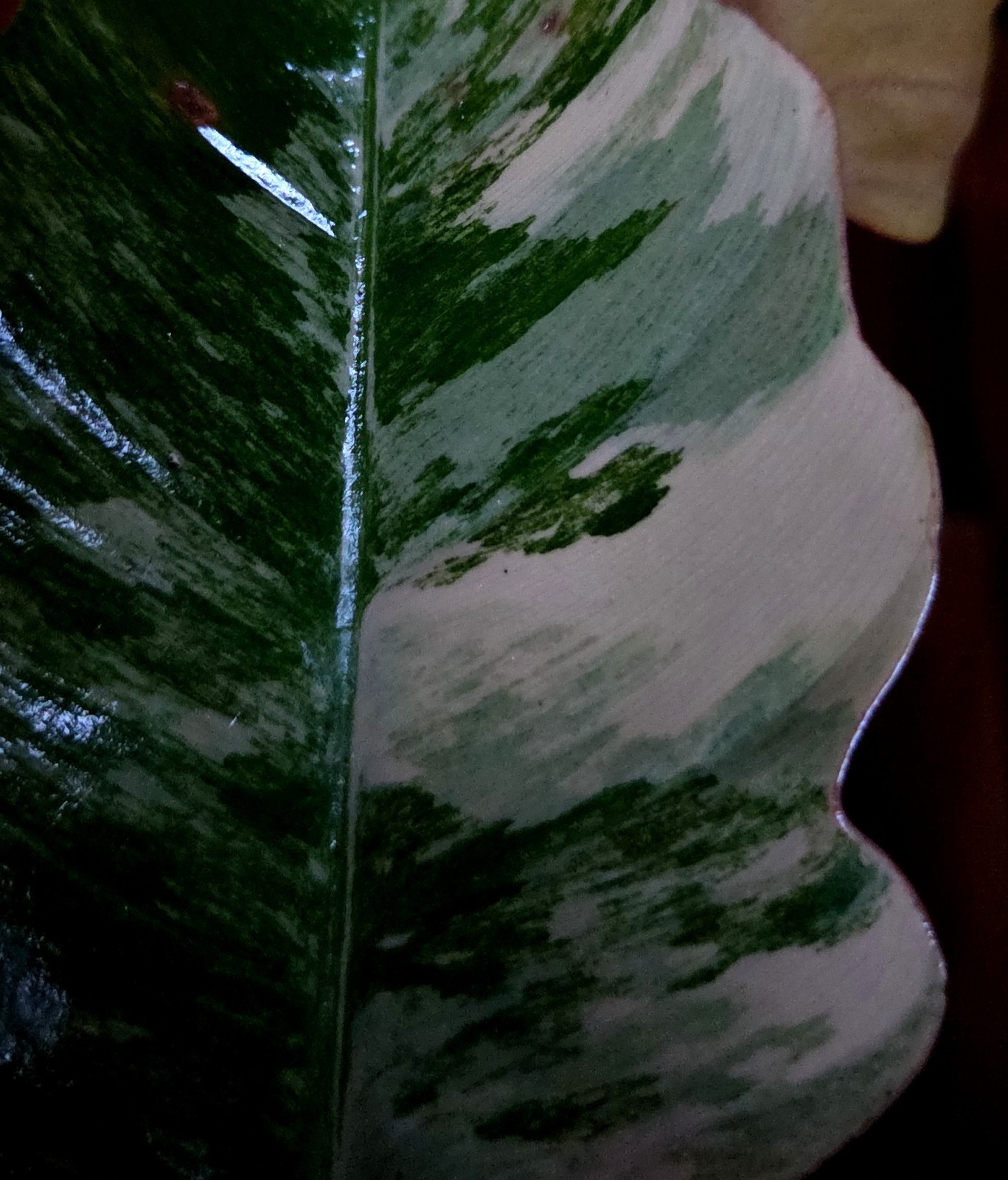 Rare XL Philodendron Pink Flushed Caramel Marble 27″ Wide Not Anthurium Monstera