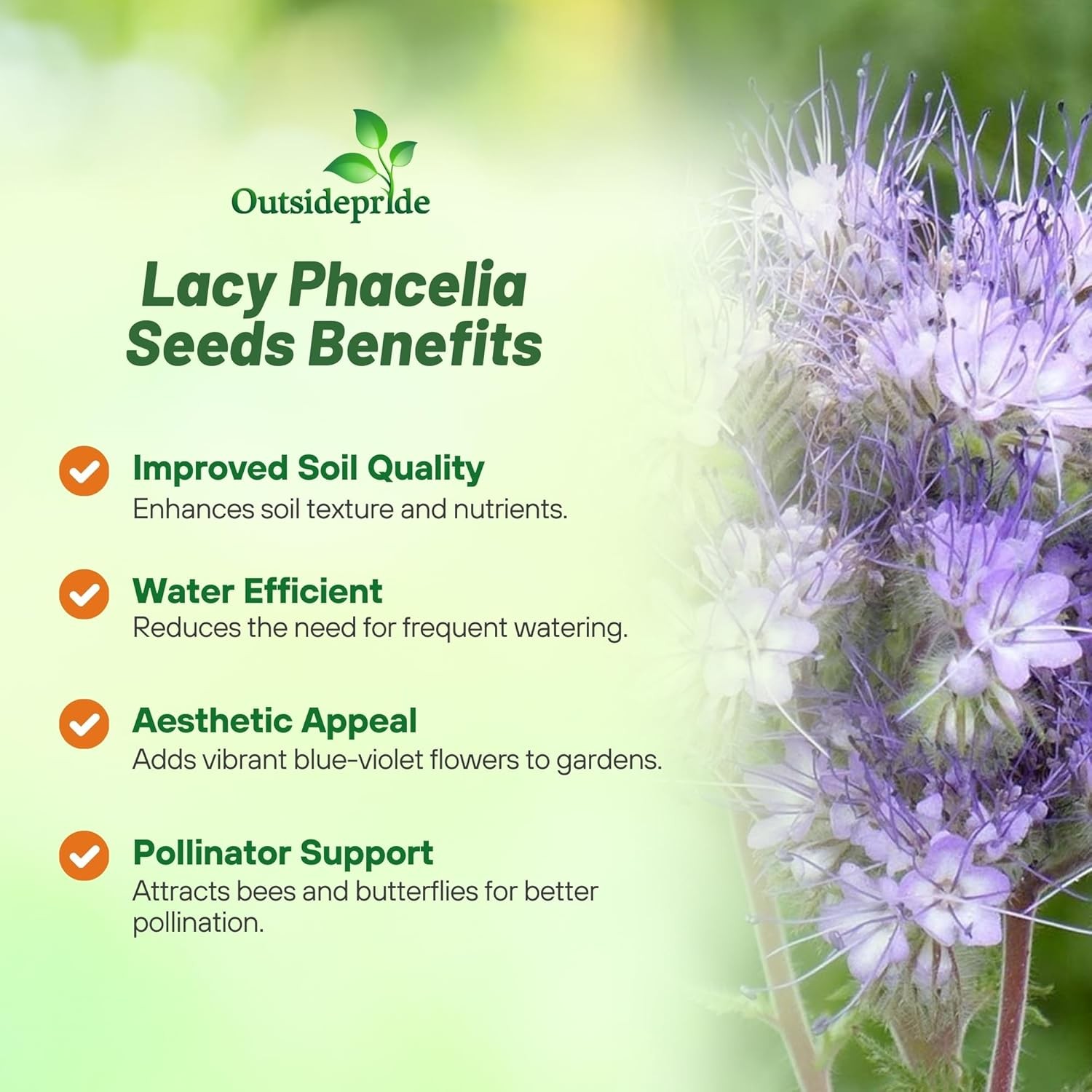 1 LB Lacy Phacelia Seeds – Phacelia Tanacetifolia Wildflower Seed