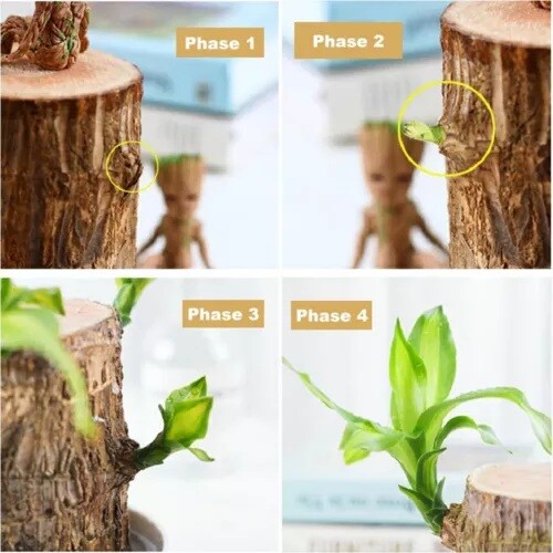 Brazilian Wood Plant Water Raise Mini Brazil Lucky Wood Potted Tree Indoor Decor
