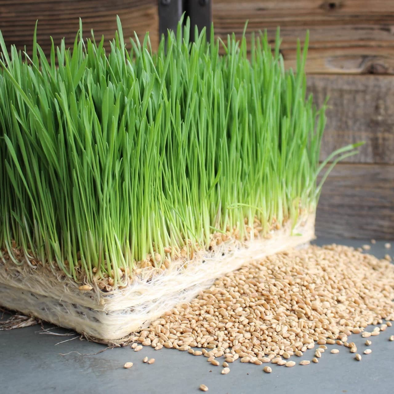 Wheatgrass Seeds 4 Pounds wheat grass Catnip Substitute Cat Dog Pets Pasto Trigo