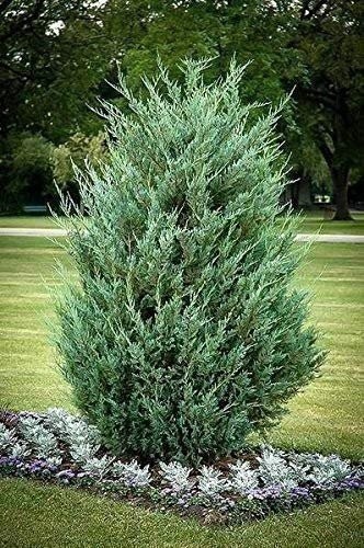 Juniper Moonglow | 4 Inch | Juniperus scopulorum | Groundcover | Erosion Control