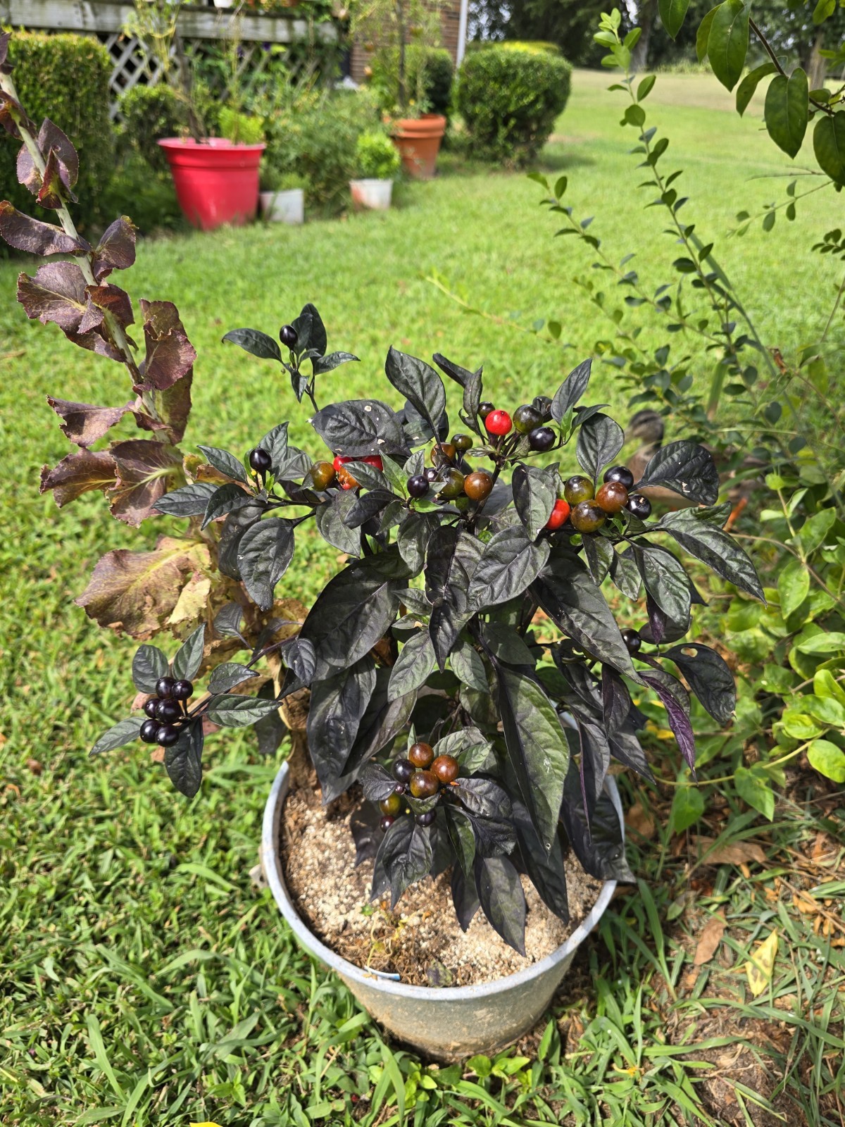 Black Pearl Hot Pepper 10 Organic Seeds *FREE SHIPPING*