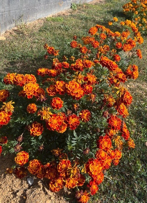 RED and ORANGE FRENCH MARIGOLD MIX 200 FRESH SEEDS ORGANIC NON-GMO FREE SHIPPING