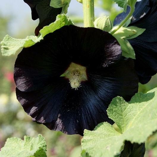 Hollyhock NIGRA Alcea Rosea Deep Red Black Fall or Spring Plant Non-GMO 50 Seeds