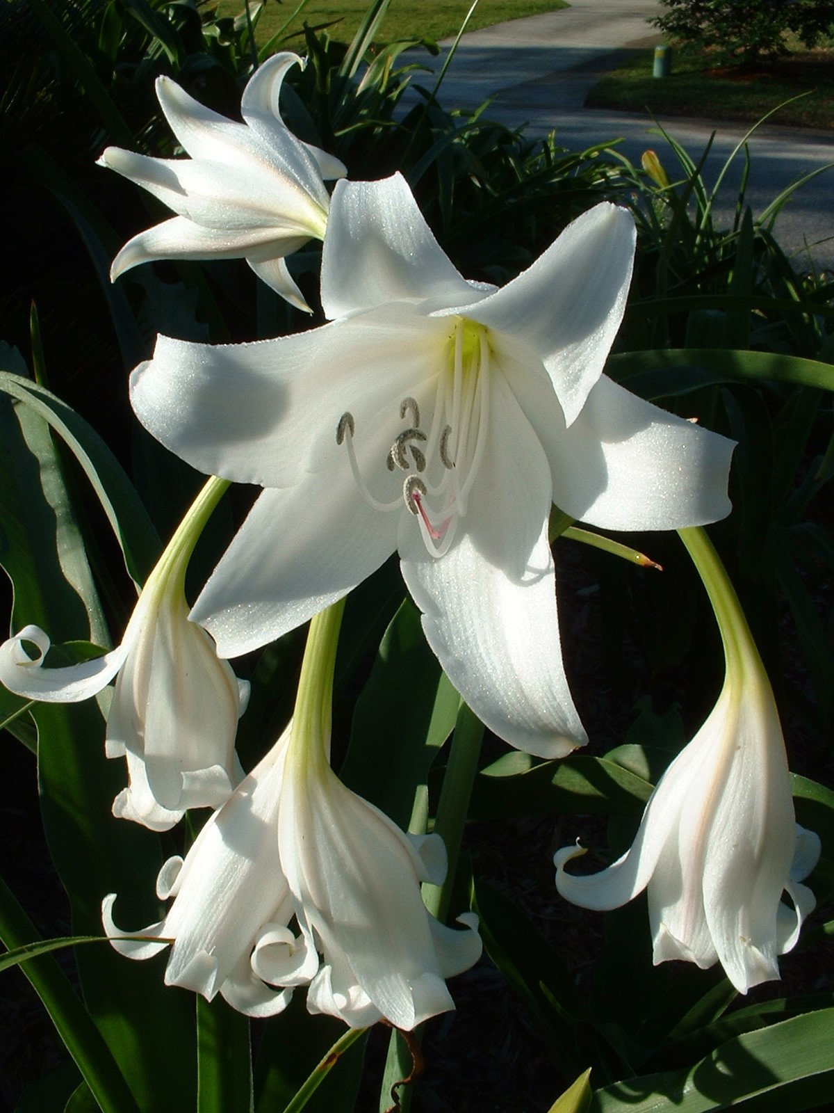 Crinum Lily, GRAB BAG, 30 bulbs, at least 10 types – over 50% off