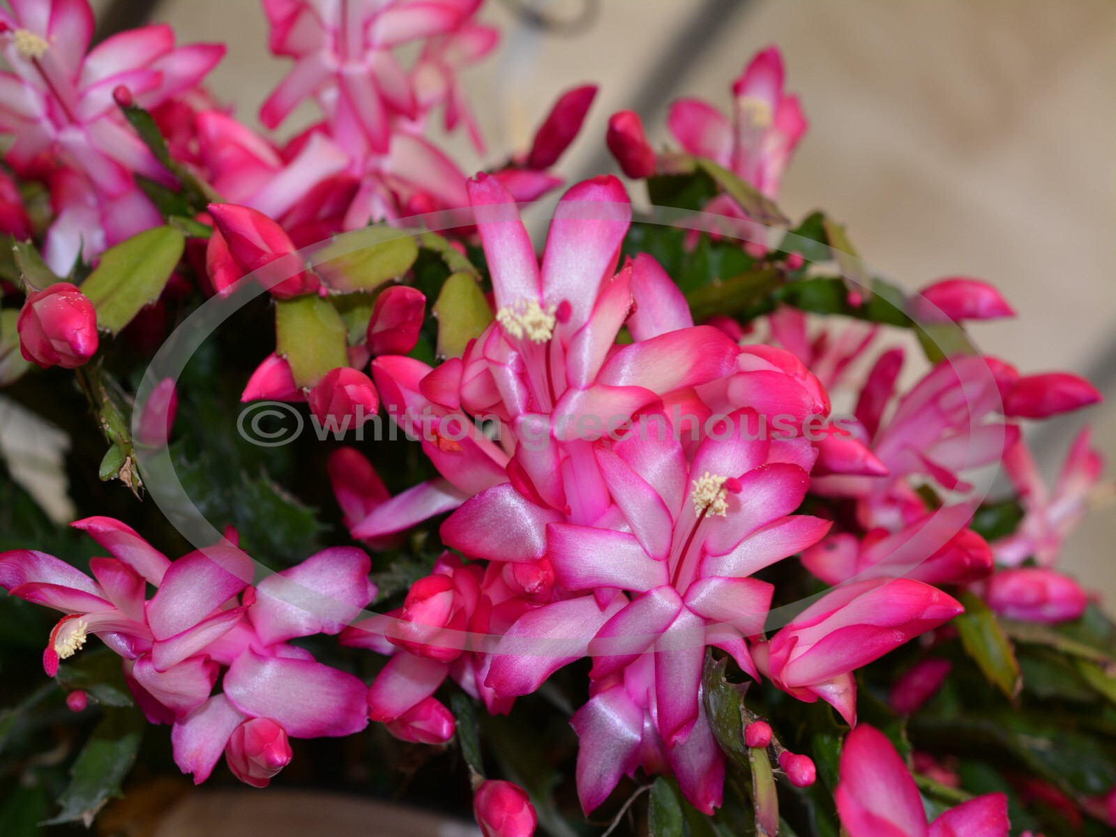 Christmas/Thanksgiving Cactus Assortment – 5 Starter Size Plants – All Different