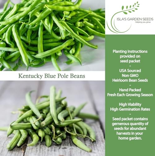 Kentucky Blue Pole Bean Seeds (Phaseolus vulgaris, Tender Climbing Variety) –