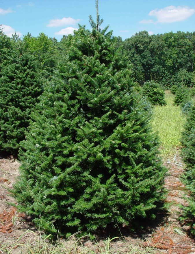 3 Canaan Fir Live Bareroots – 10-14″ Tall – Evergreen Christmas Tree – Zones 3-6