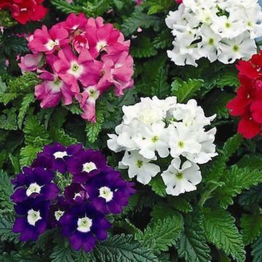 Verbena COMPACTA Mix Dwarf Groundcover Tender Perennial Bees Non-GMO 200 Seeds