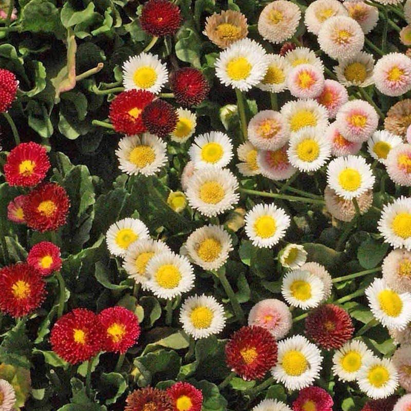ENGLISH DAISY SEED MIX( Bellis perennis)- 500 Seeds | Wildflower Groundcover